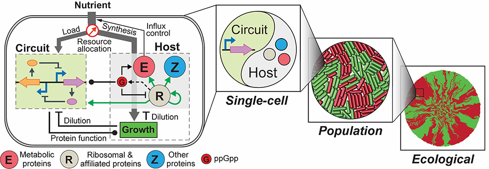 Gene circuit behaviors