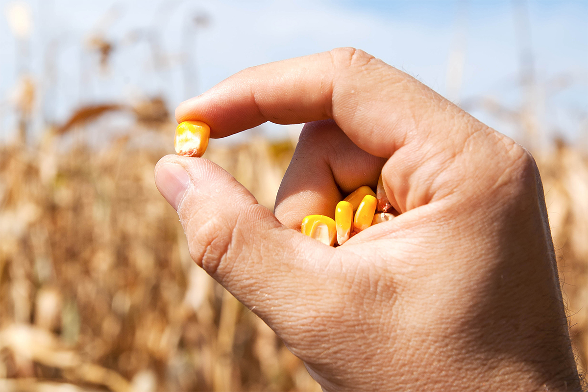 In a recent study, University of Illinois researchers led by RIPE postdoc Peng Fu found that plants can potentially prepare themselves for drought conditions and future climate change. This ‘memory,’ or adaptation, could help reduce yield loss that crop year and help  researchers prevent future yield loss.