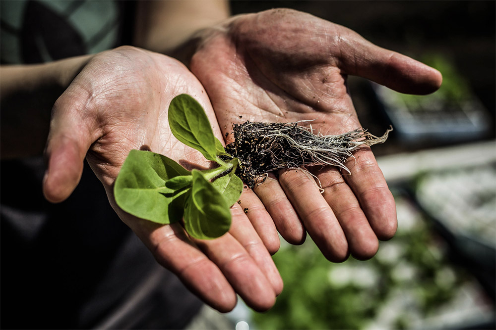 Scientists plant tobacco seedlings by hand to test alternate photorespiratory pathways in real-world field conditions. They found that these synthetic shortcuts boost productivity by 40 percent, and will now apply this breakthrough to boost the yield of food crops.