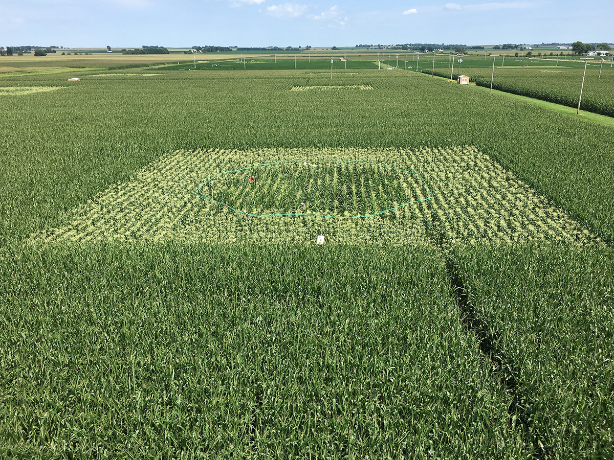 Maize experimental field plot fumigated with elevated ozone (green pipes). Maize leaf samples were collected from similar rings throughout the growing season, to understand the response in diverse maize lines.