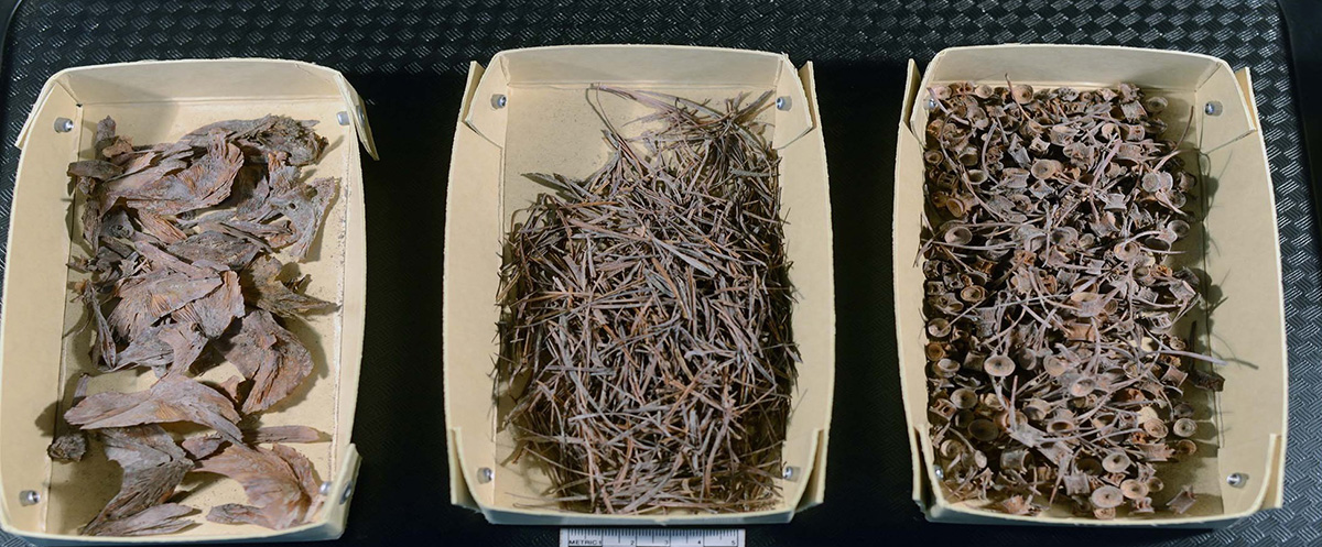 2000-year-old salmon bones that were found at an archeological site. The bones were found in a cache, below a house, where the salmon were processed and stored. Photo credit: Alan Boraas.