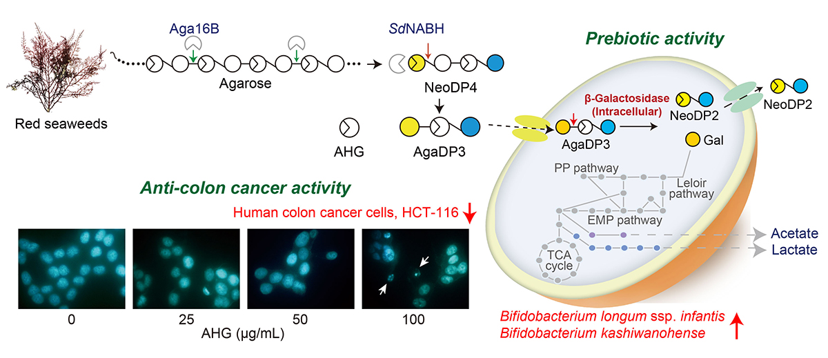 Red seaweeds contain sugars, such as agarotriose (AgaDP3) and 3,6-anhydro-L-galactose (AHP), that stimulate the growth of prebiotic bacteria and cause apoptosis in human colon cancer cells.