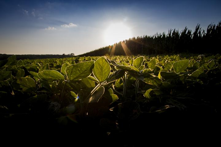 A novel screening technique may improve most widespread enzyme, Rubisco, that helps crops turn light energy and carbon dioxide into yield.