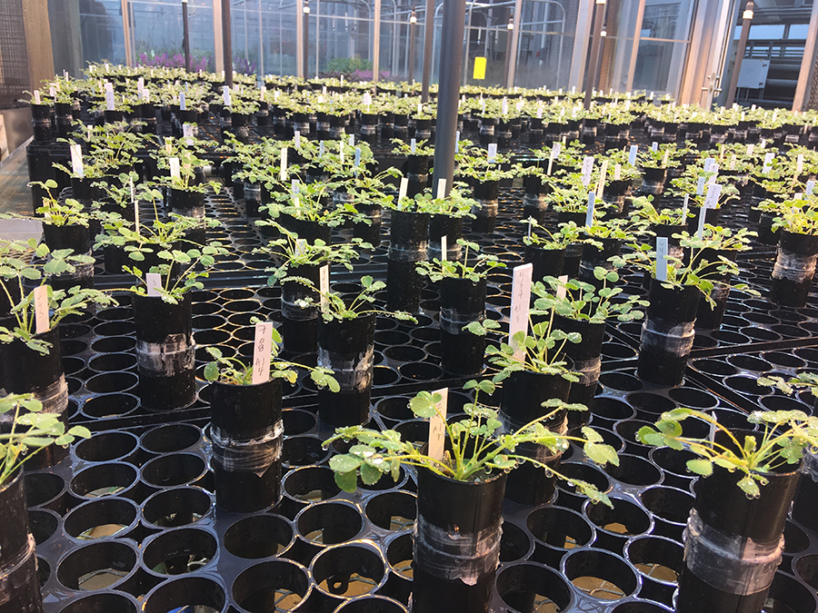 Medicago truncatula plants in the greenhouse were infected with Sinorhizobium meliloti 