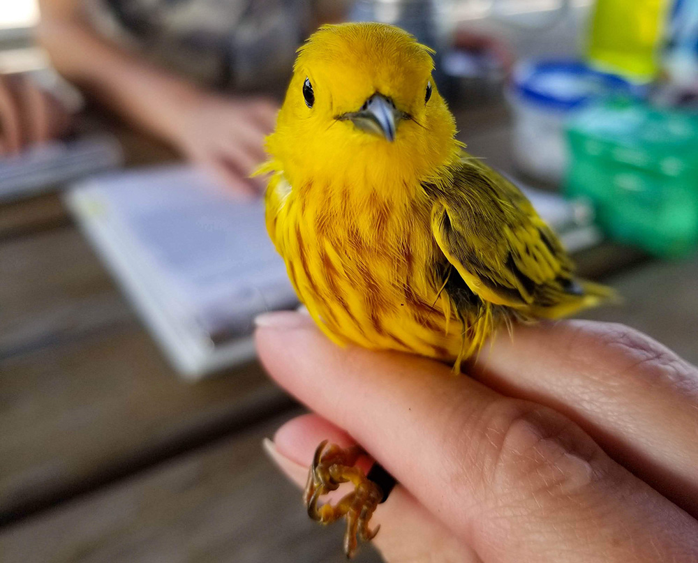 Yellow warblers are hosts to brood parasitic brown-headed cowbirds