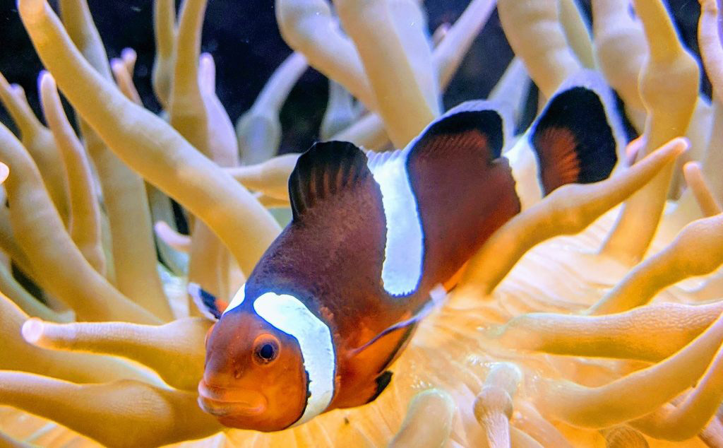 The sex of anemonefish is dependent on environmental cues, allowing researchers to study how environmental chemicals can affect the reproduction.