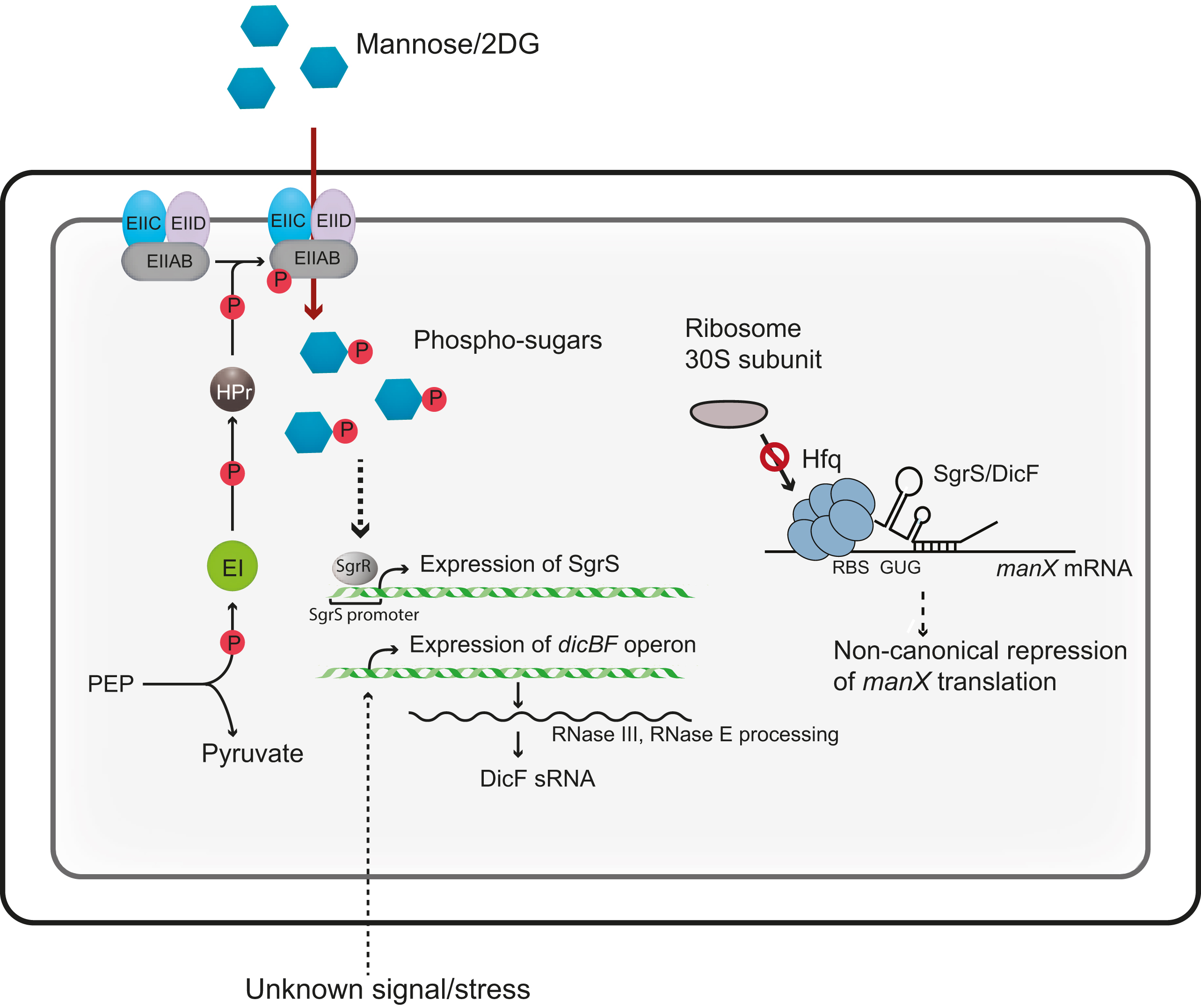 Expression diagram