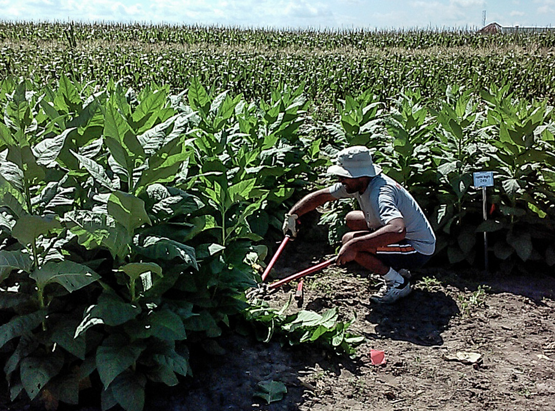 A team from Cornell University and the University of Illinois tested tobacco plants engineered to cheaply produce high-value proteins in real-world conditions over two years—and found no decreases in yield. 