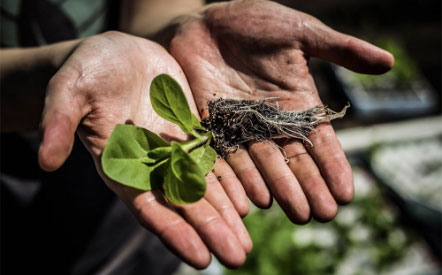 hands holding a plant