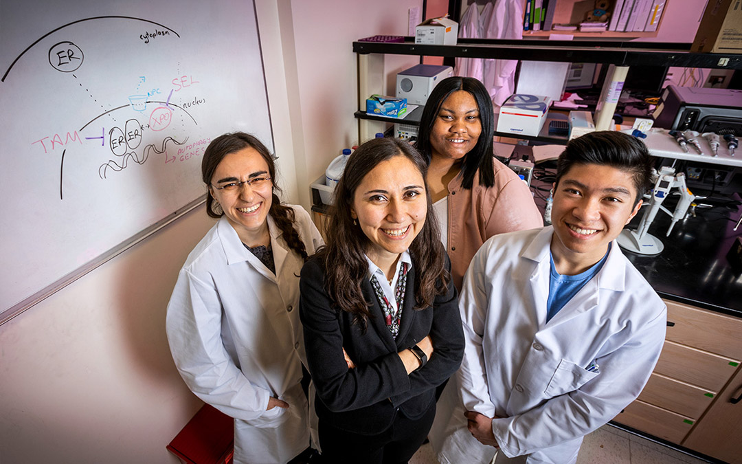 Targeting estrogen receptor-positive breast tumors with the XPO1 antagonist selinexor and the tamoxifen byproduct 4-OHT simultaneously rewires the cells’ metabolism to overcome endocrine resistance, University of Illinois researchers  found in a new study. The team, from left, graduate student Eylem Kulkoyluoglu-Cotul, food science and human nutrition professor Zeynep Madak-Erdogen, graduate student Brandi Patrice Smith and undergraduate student Kevin Duong. 